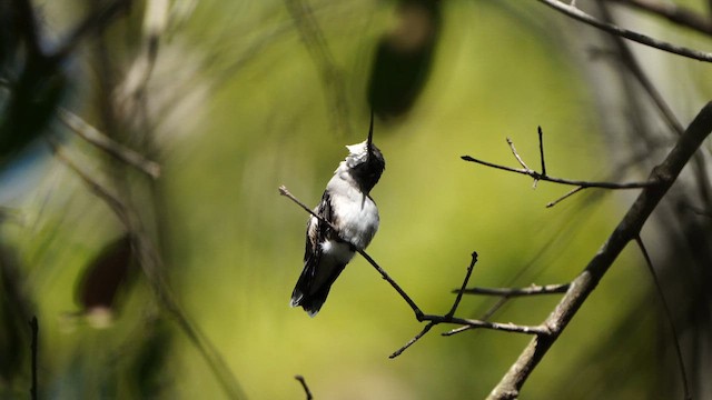 Ruby-throated Hummingbird - ML632338043