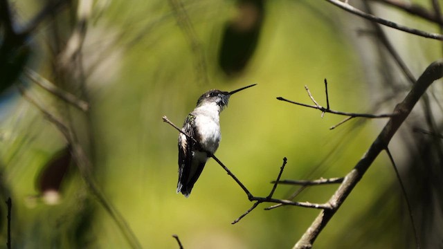 Ruby-throated Hummingbird - ML632338064