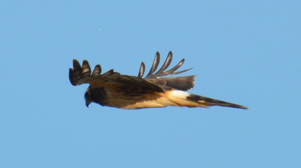 זרון אמריקני - ML632338407