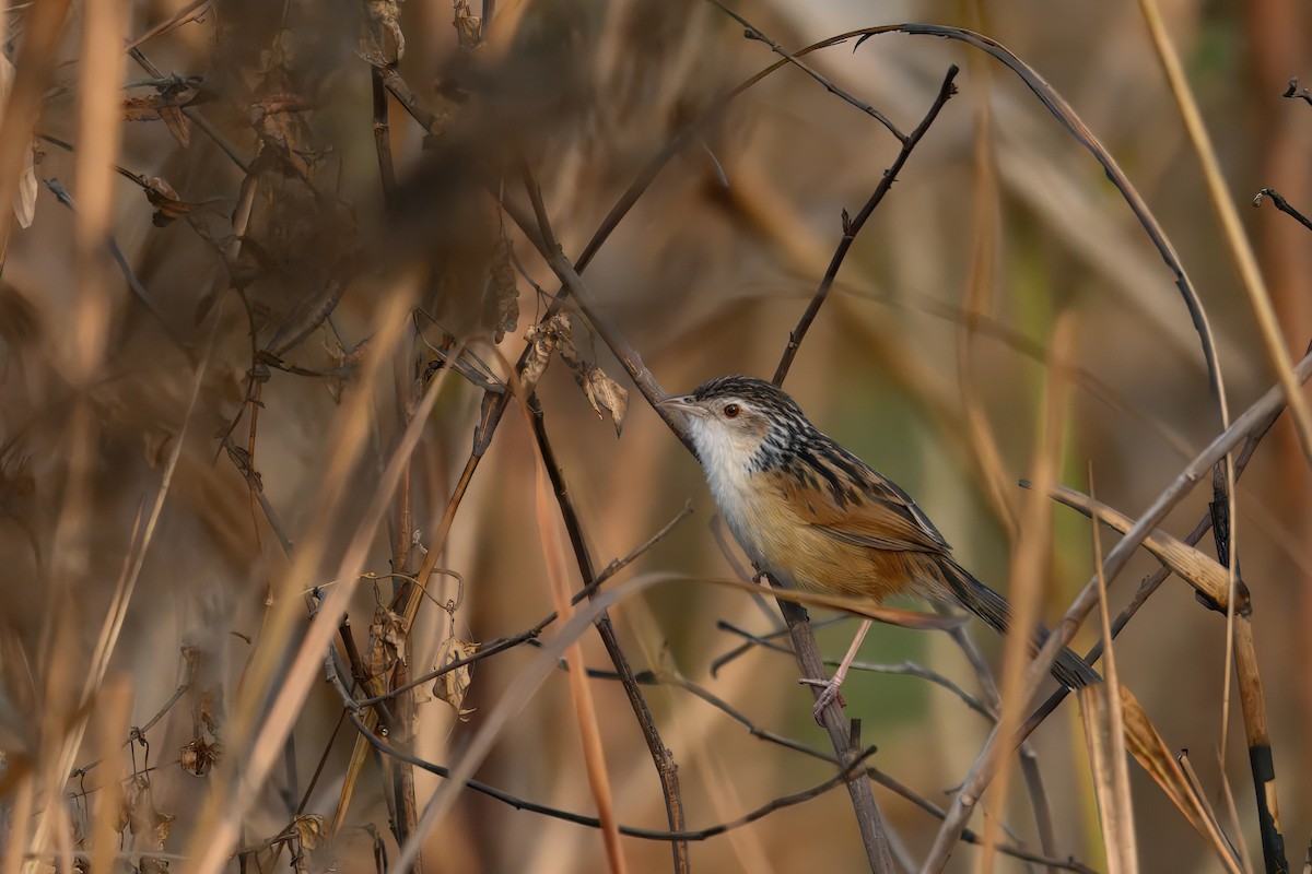 Indian Grassbird - ML632338887