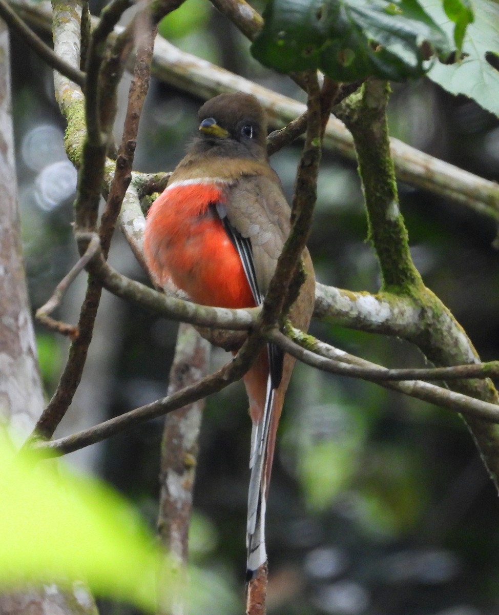 Collared Trogon - ML632338953