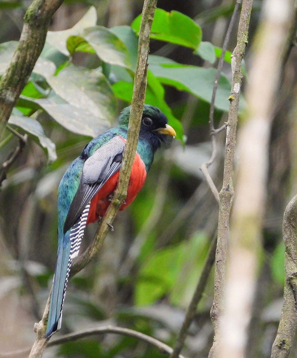 Collared Trogon - ML632338978