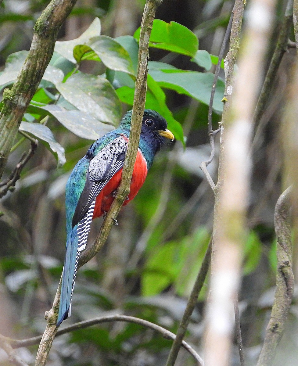 Collared Trogon - ML632338997