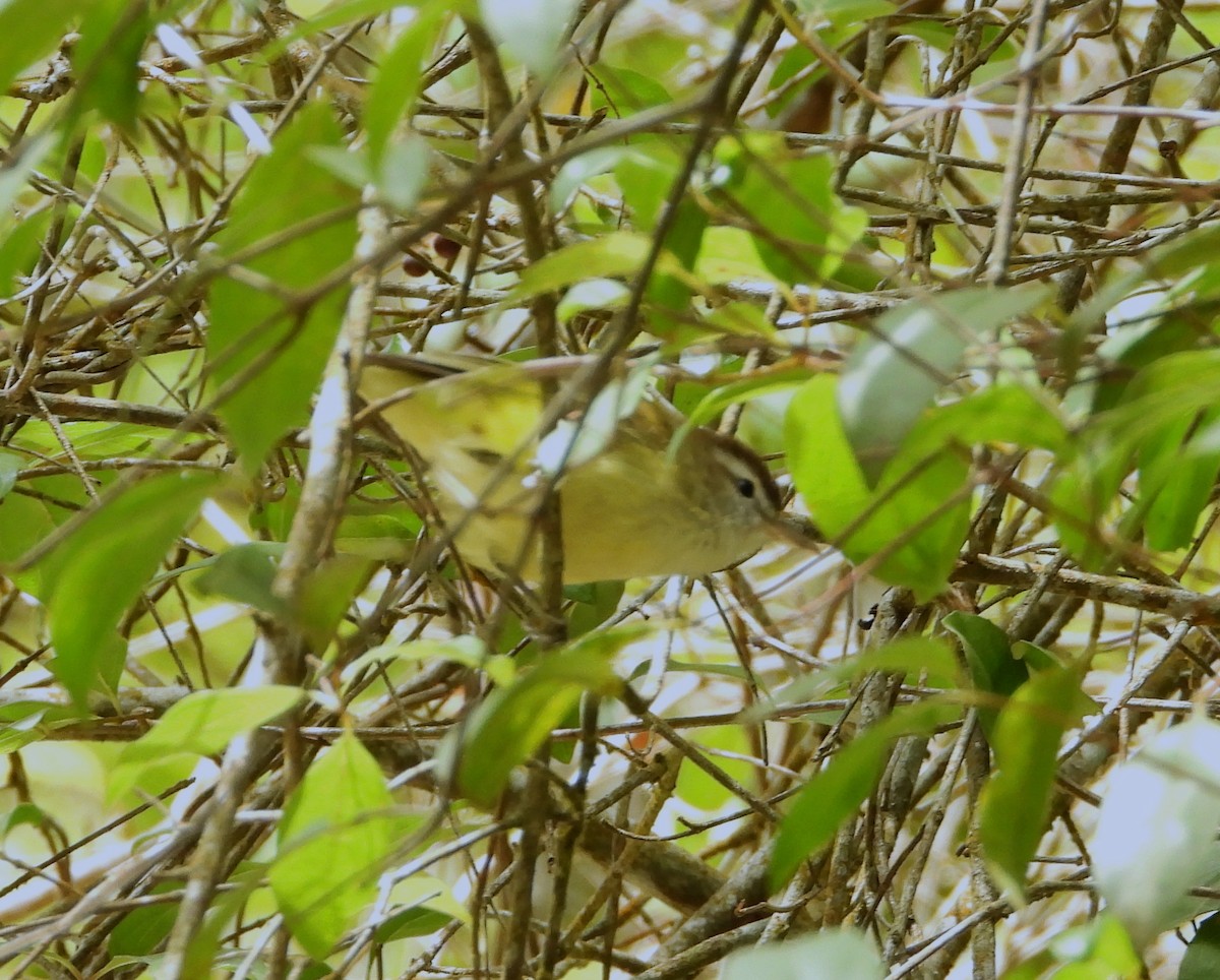 Brown-capped Vireo - ML632339177