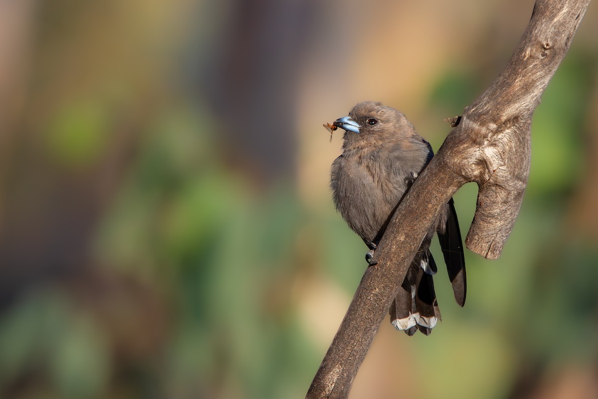 Dusky Woodswallow - ML632339182