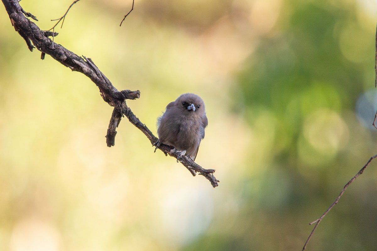 Dusky Woodswallow - ML632339184