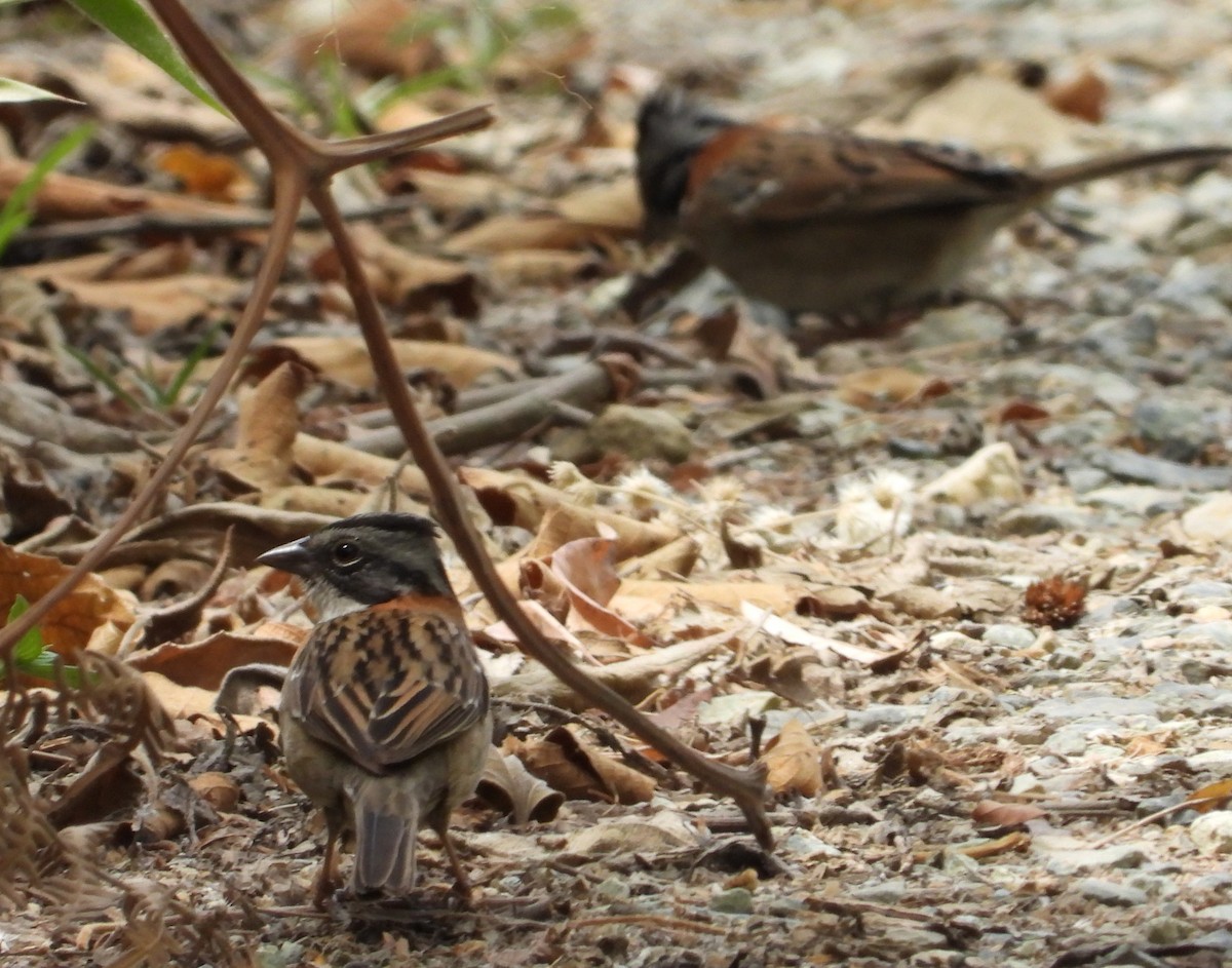 Rufous-collared Sparrow - ML632339187