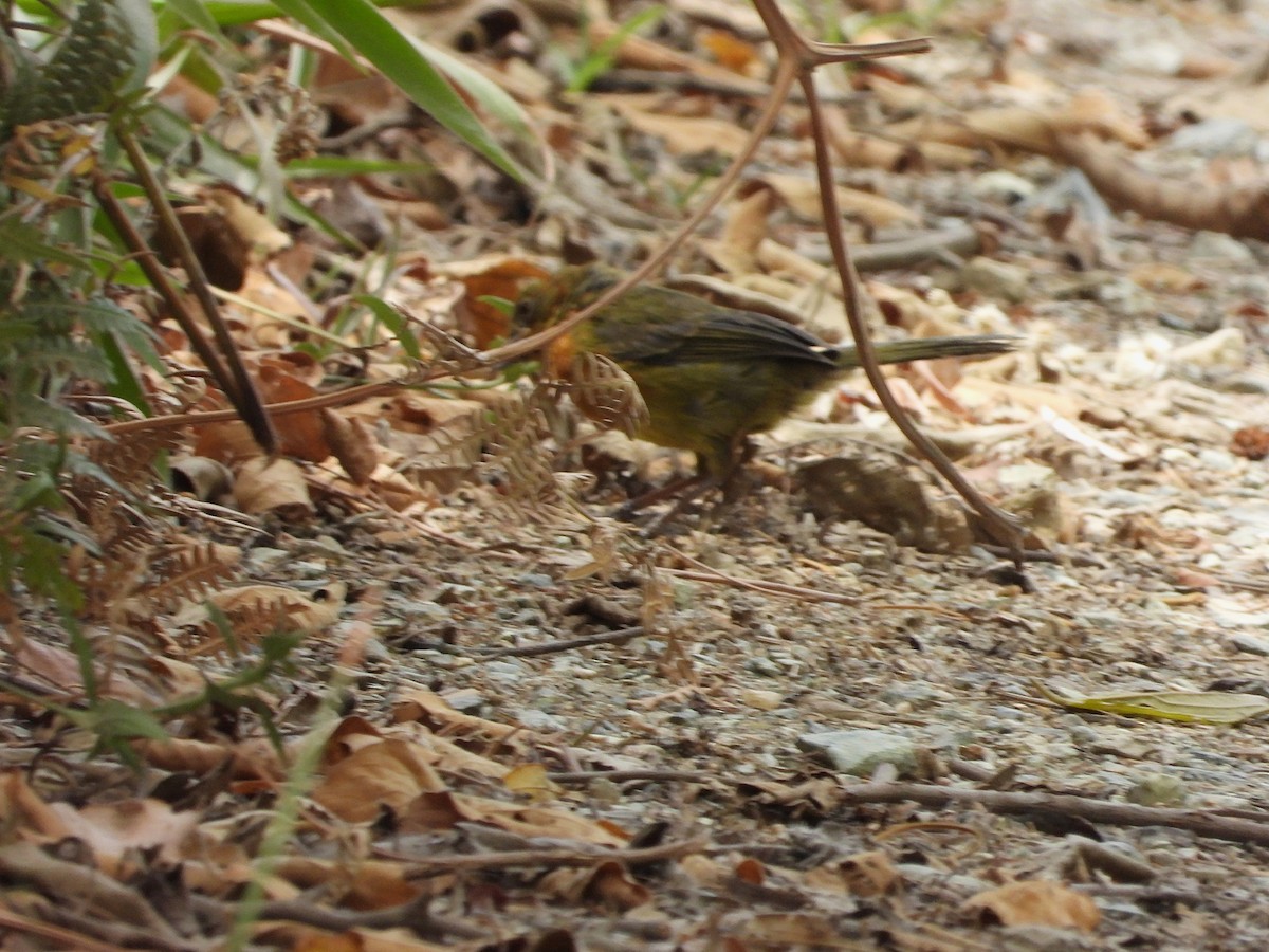 Ochre-breasted Brushfinch - ML632339198
