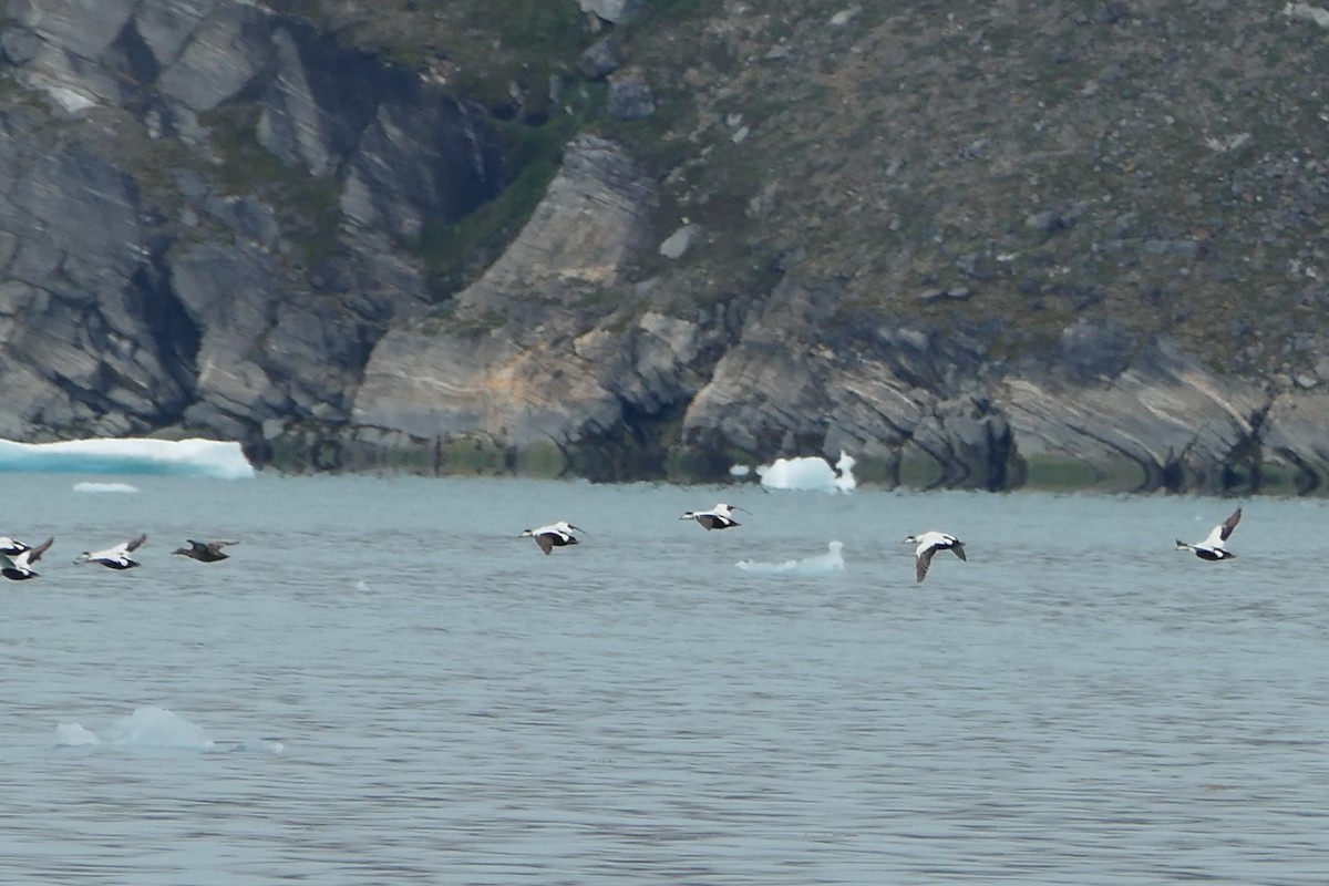 Common Eider - Peter Kaestner