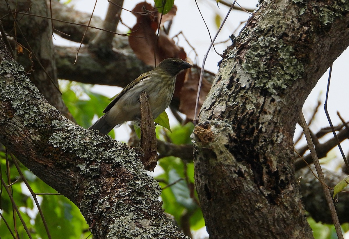 Streaked Saltator - ML632339226