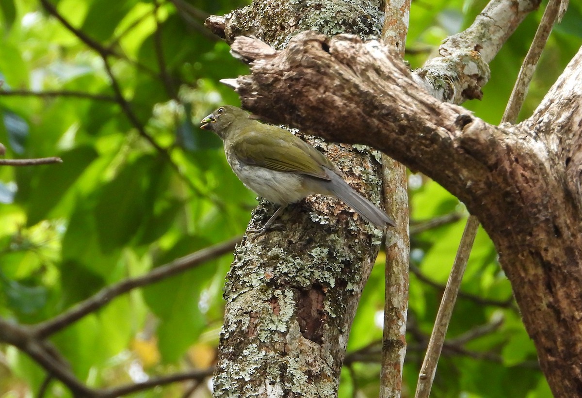 Streaked Saltator - ML632339234