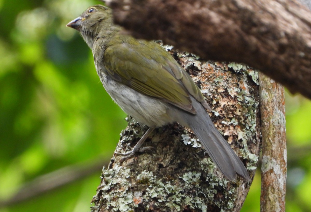 Streaked Saltator - ML632339235