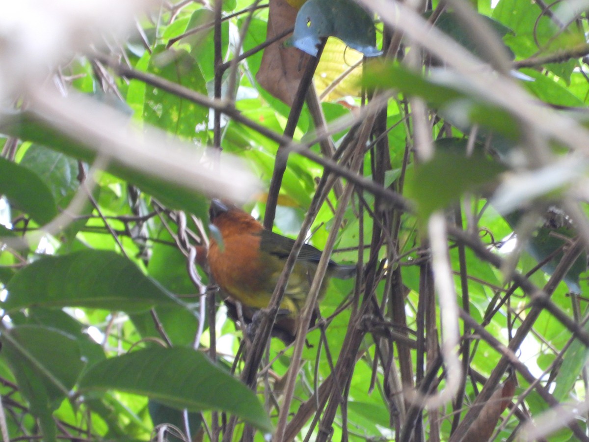 Ochre-breasted Brushfinch - ML632339238