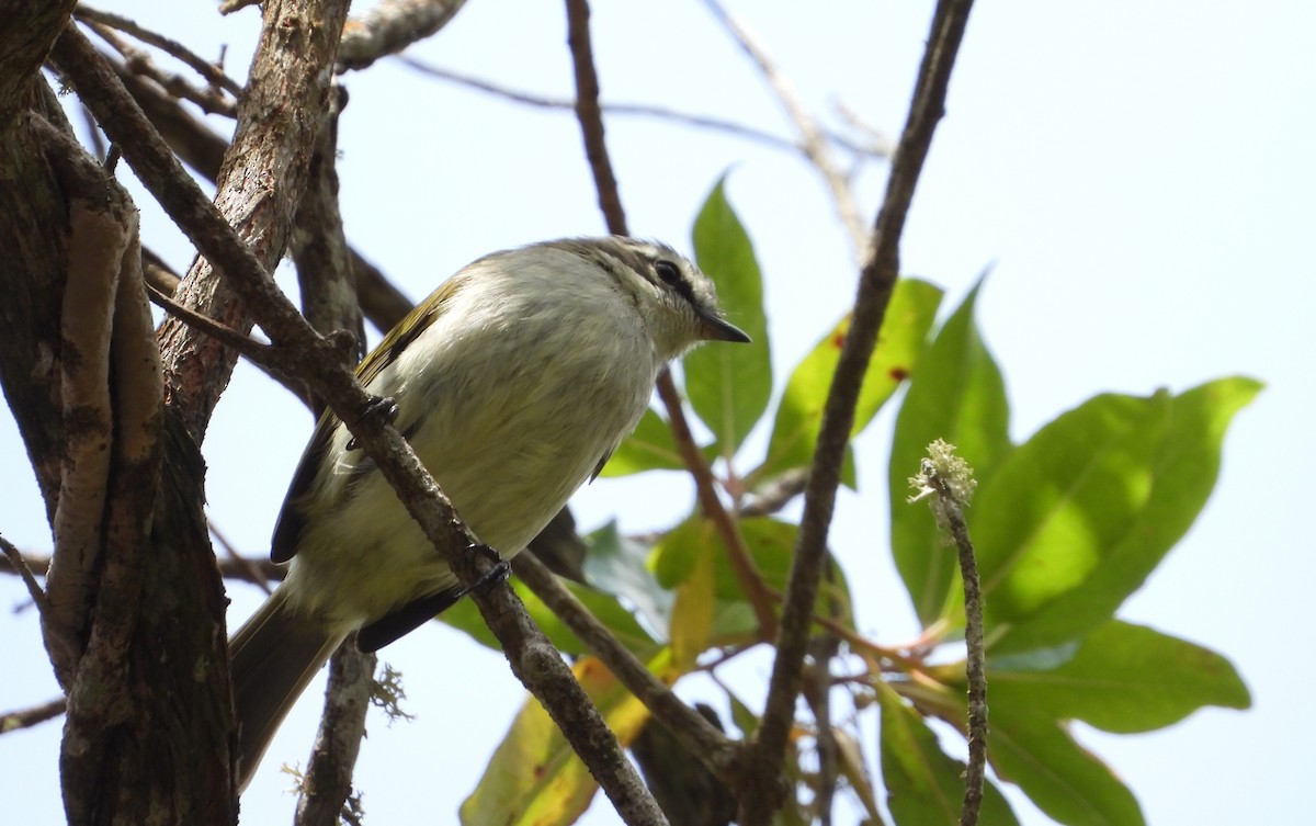 Venezuelan Tyrannulet - ML632339254
