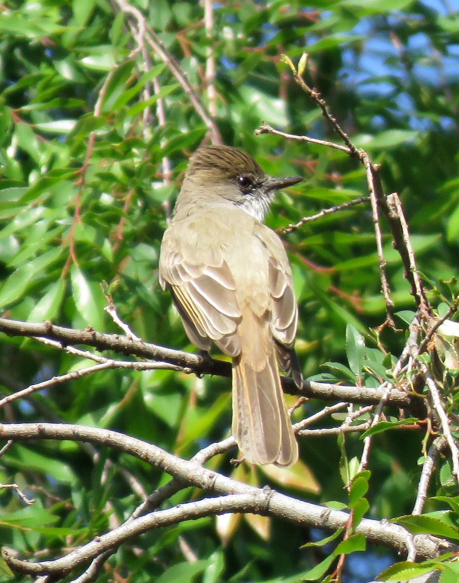 Dusky-capped Flycatcher - ML632339258