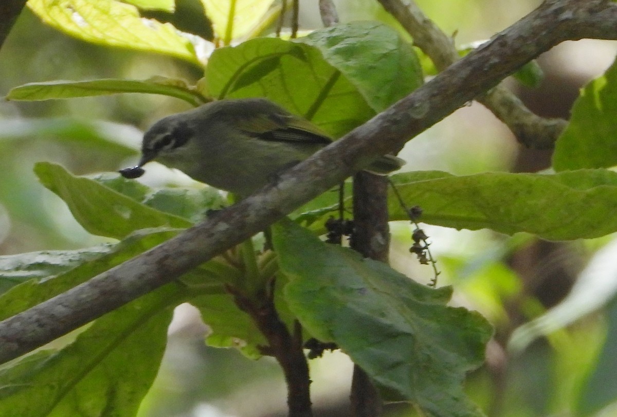 Venezuelan Tyrannulet - ML632339269