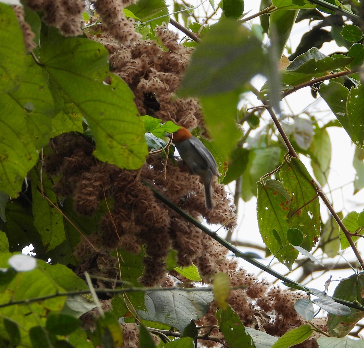 Fulvous-headed Tanager - ML632339281