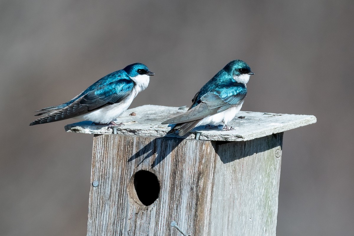 Tree Swallow - ML632339331
