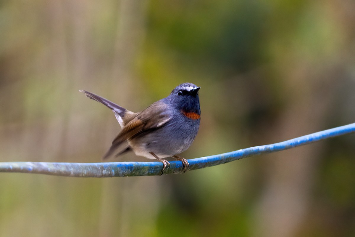 Rufous-gorgeted Flycatcher - ML632339354