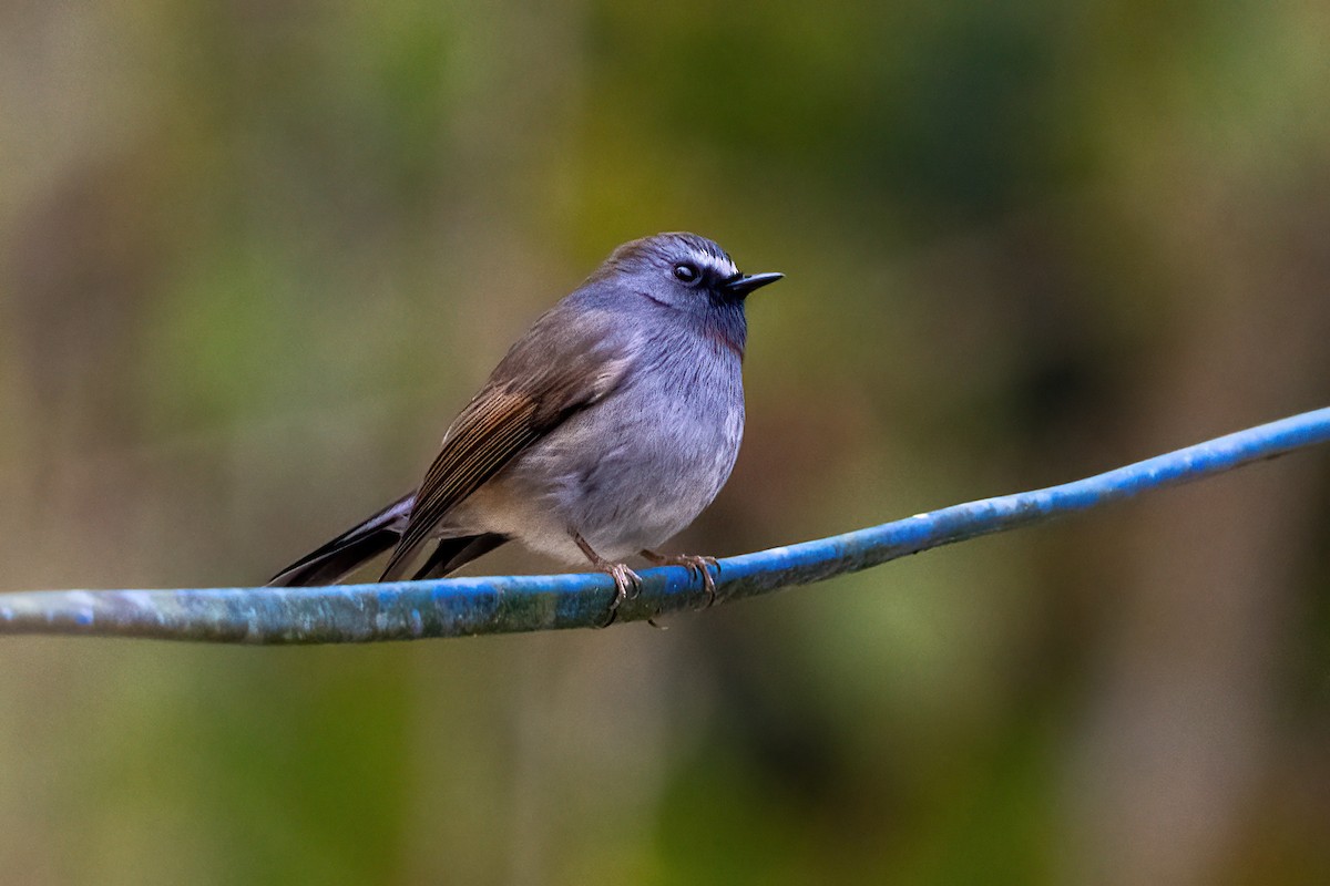 Rufous-gorgeted Flycatcher - ML632339355