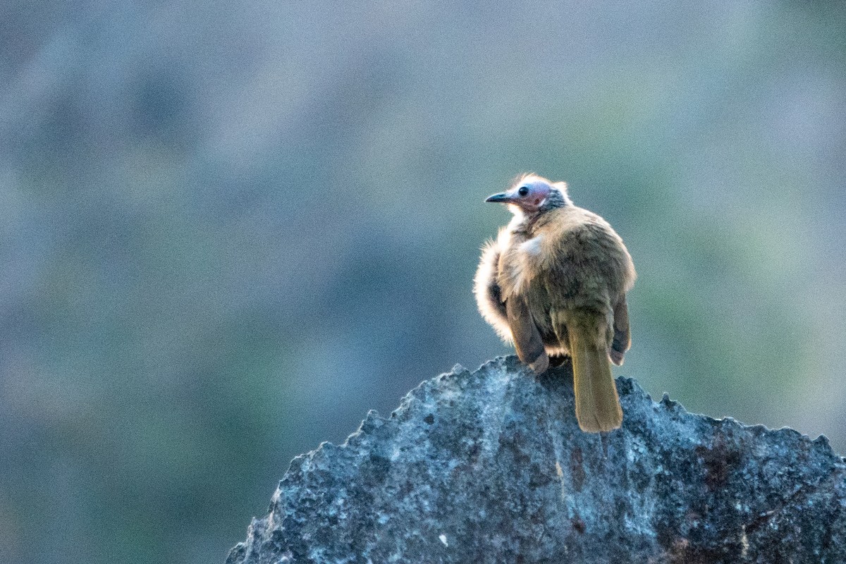 Bare-faced Bulbul - ML632339452