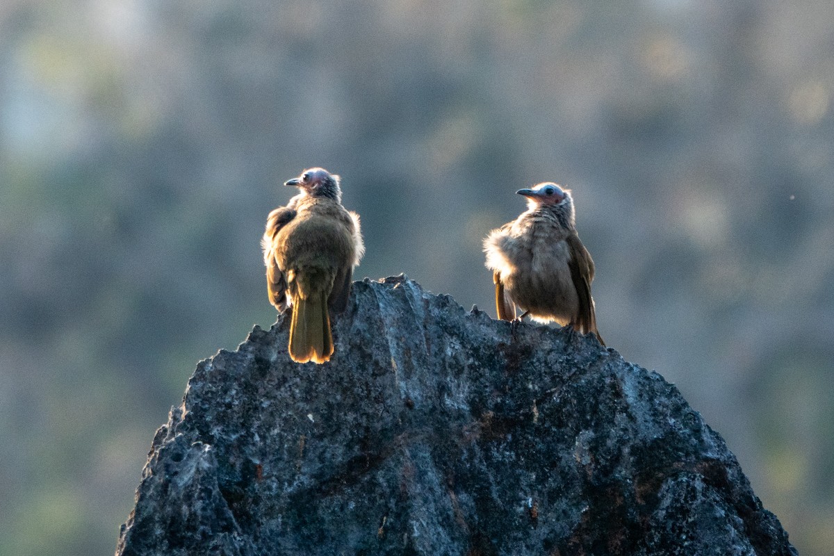Bare-faced Bulbul - ML632339453