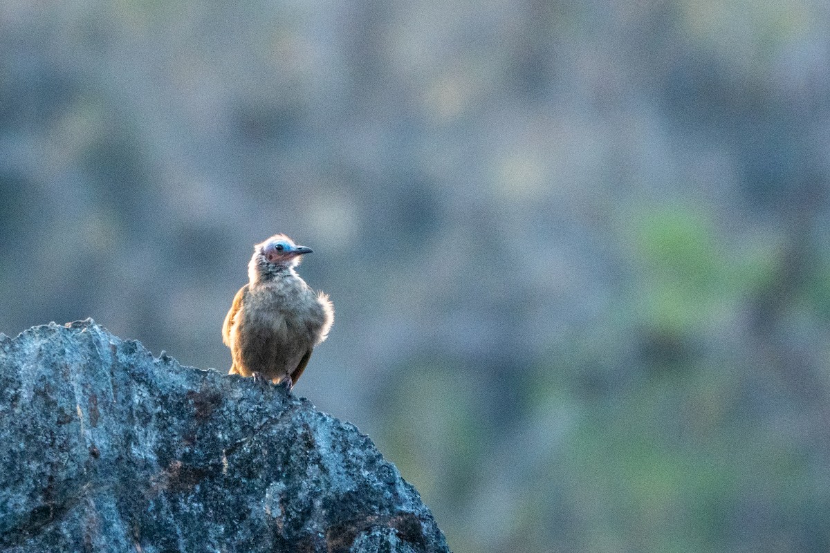 Bare-faced Bulbul - ML632339454