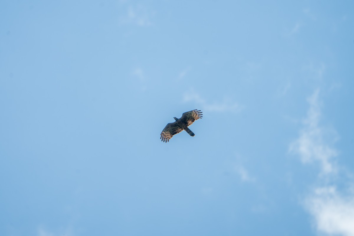 Oriental Honey-buzzard (Indomalayan) - ML632339469