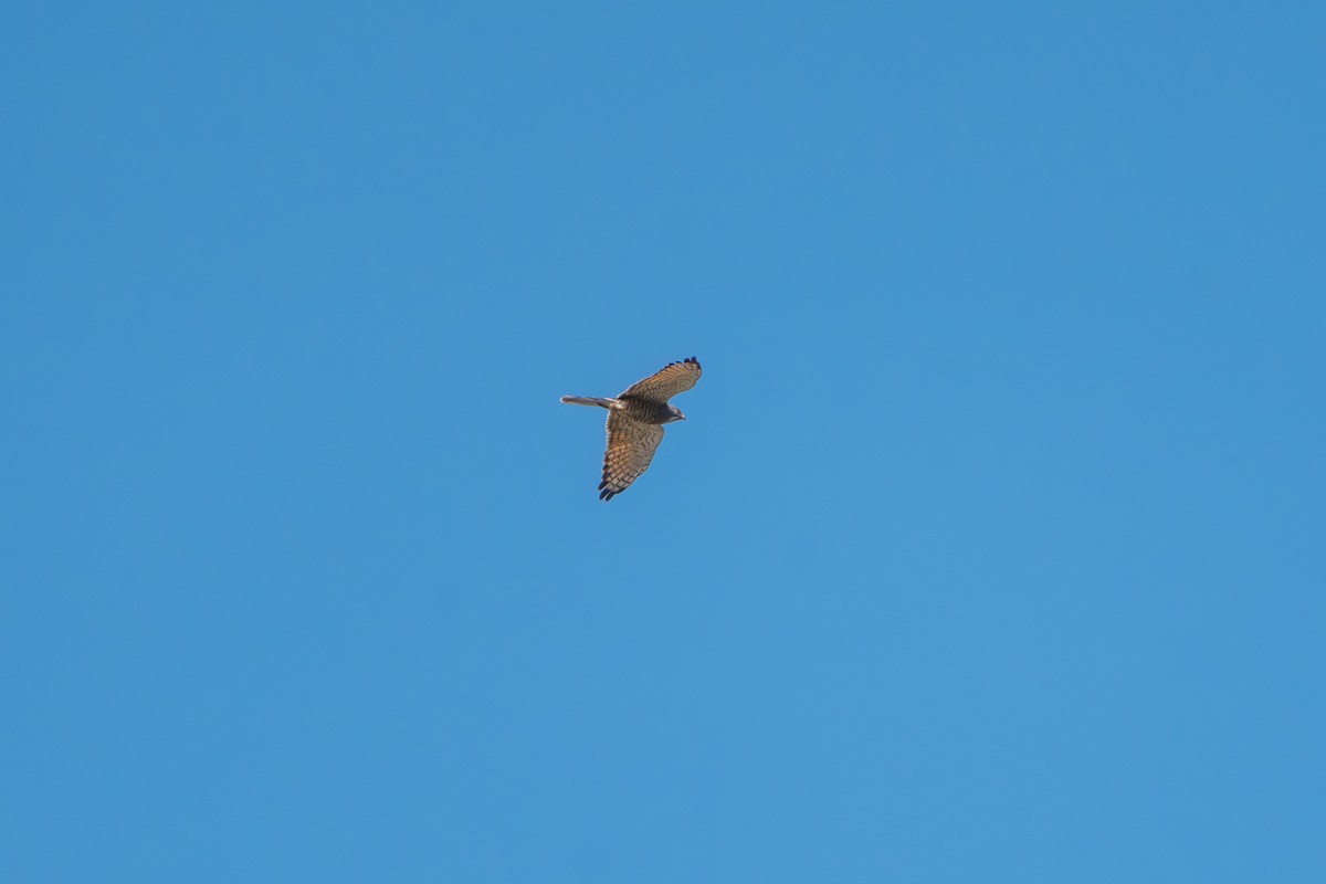 Gray-faced Buzzard - ML632339484