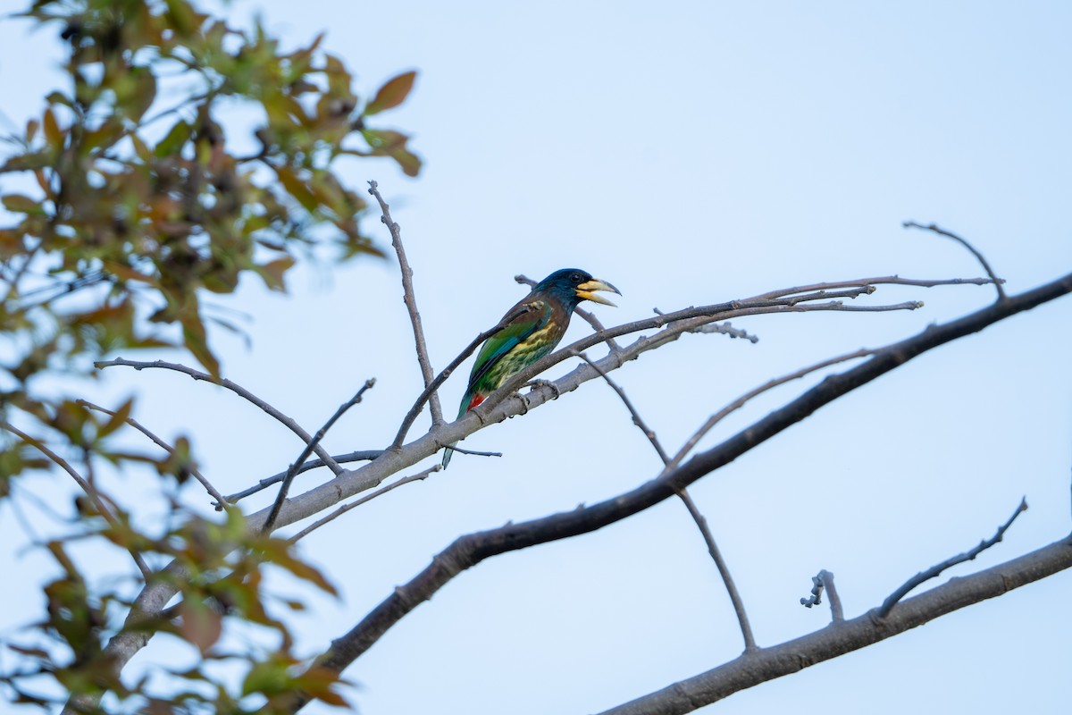 Great Barbet - ML632339498