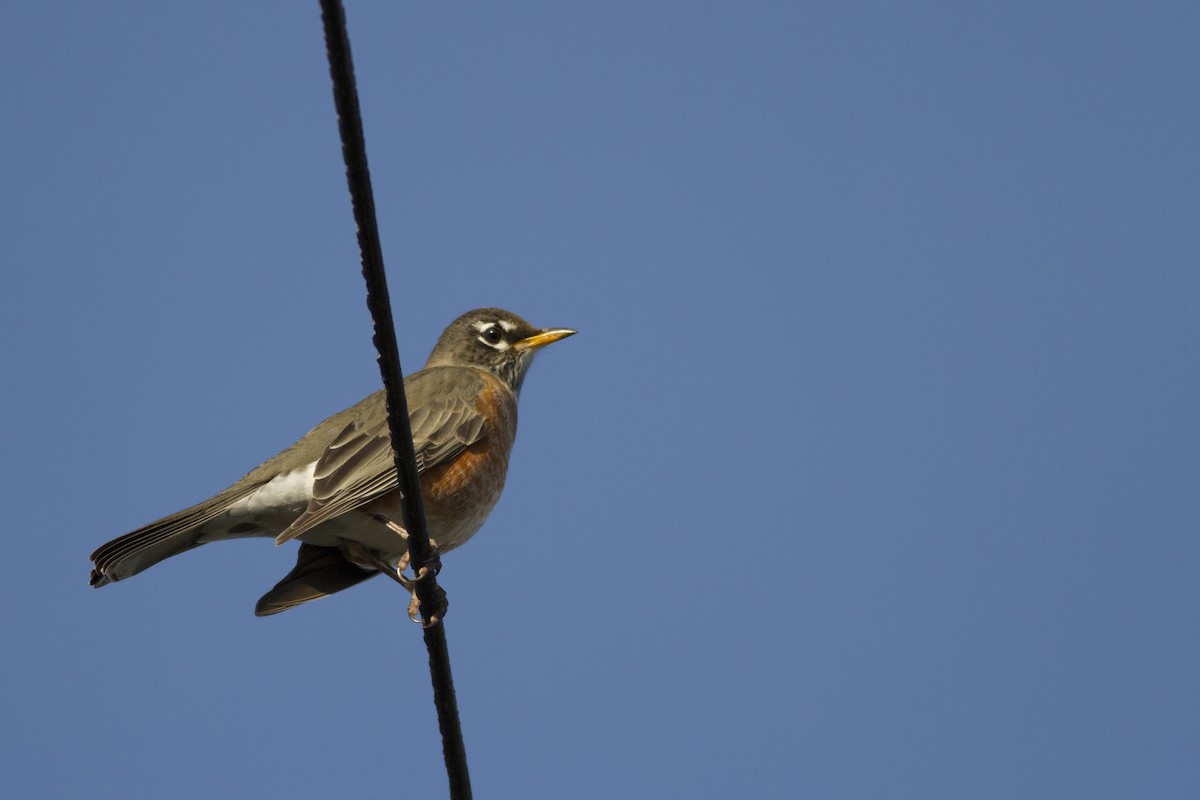 American Robin - ML63233961