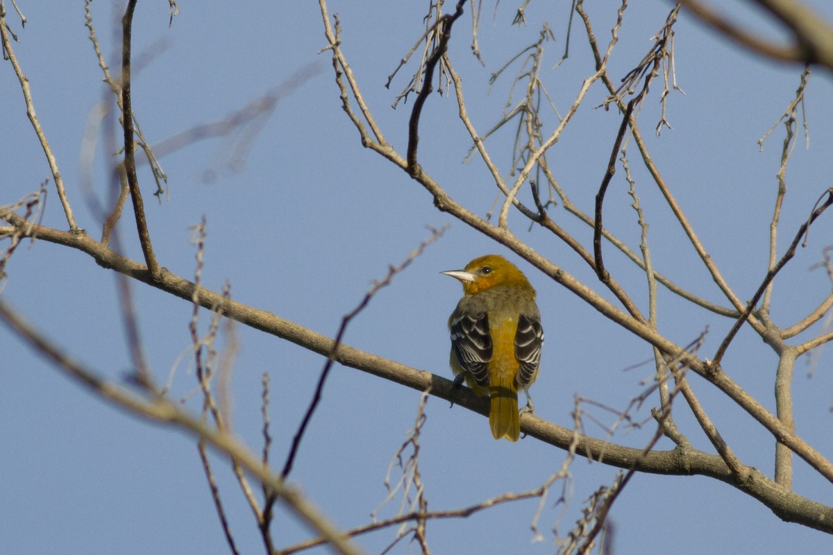 Baltimore Oriole - Samuel Paul Galick