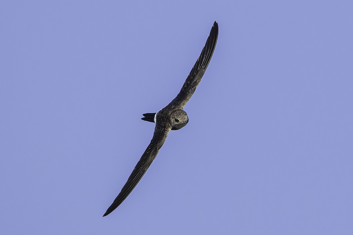 Хондлой цагаан ураацай - ML632339774