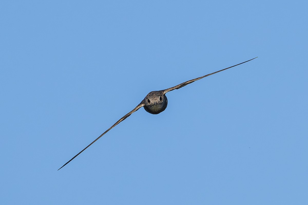 Хондлой цагаан ураацай - ML632339775