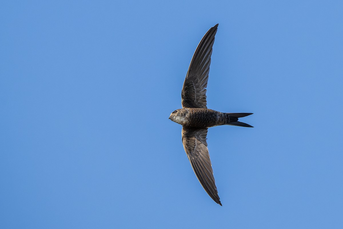 Хондлой цагаан ураацай - ML632339776