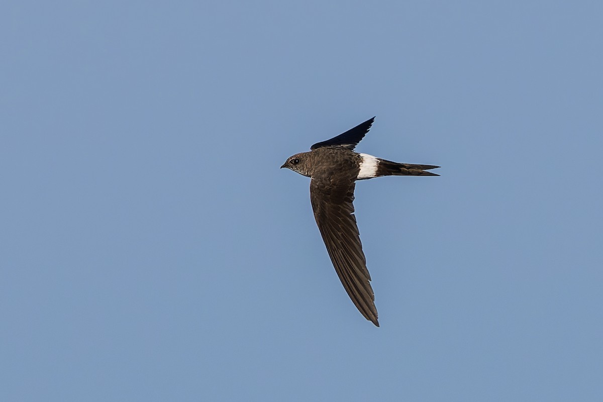 Хондлой цагаан ураацай - ML632339777