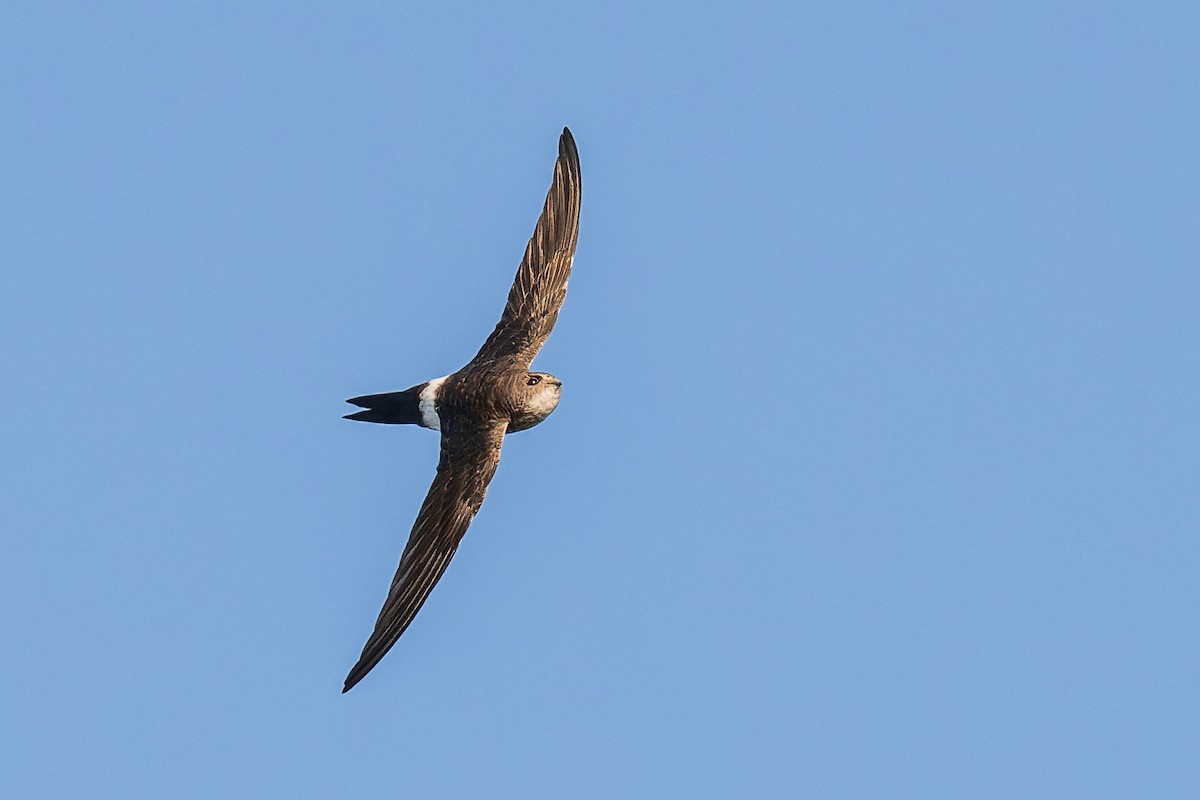 Хондлой цагаан ураацай - ML632339778