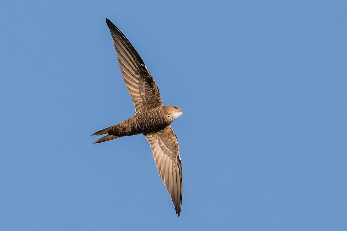 Хондлой цагаан ураацай - ML632339779