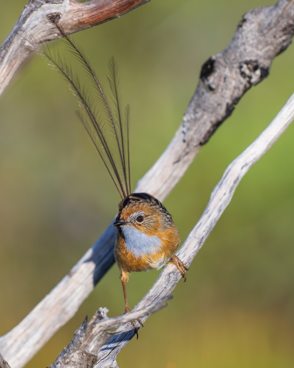 Southern Emuwren - ML632339780