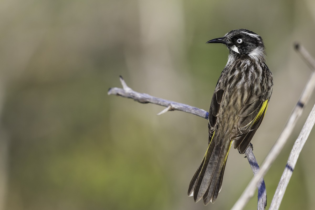 New Holland Honeyeater - ML632339788