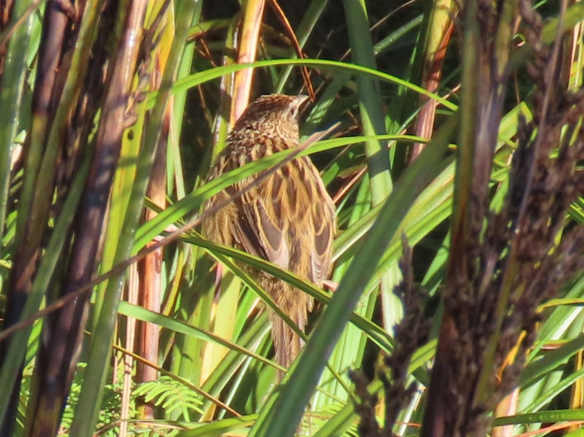 New Zealand Fernbird - ML632340069