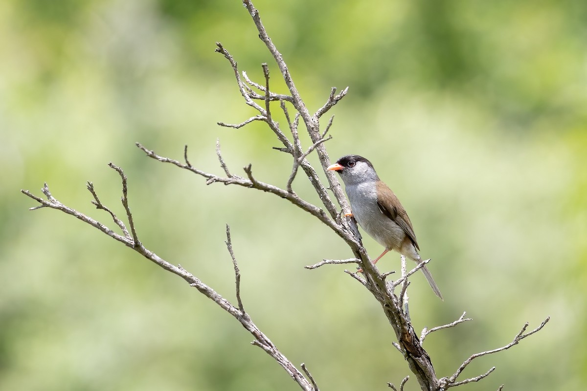 Bush Blackcap - ML632340169