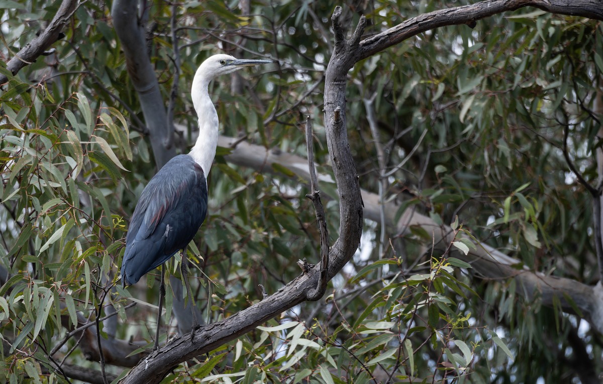 Pacific Heron - ML632340282