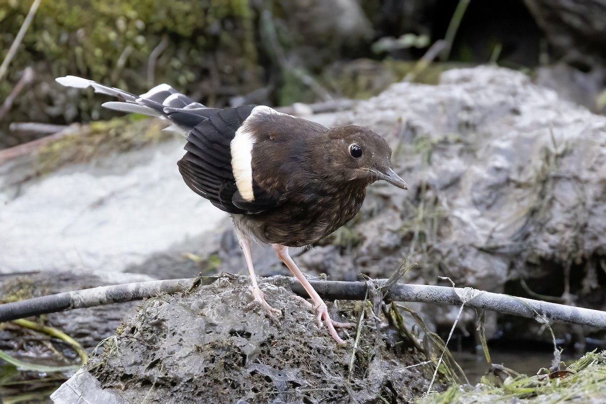 エンビシキチョウ（frontalis グループ） - ML632340351