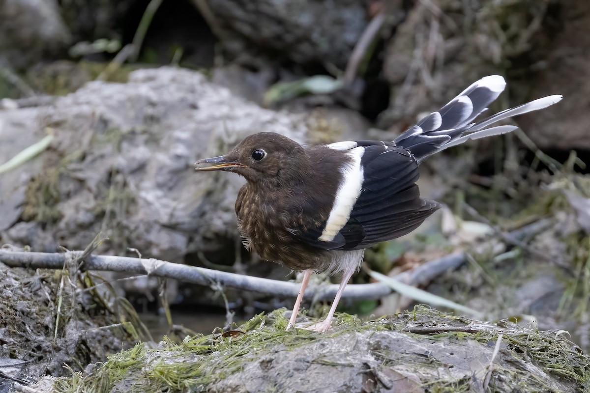 エンビシキチョウ（frontalis グループ） - ML632340352