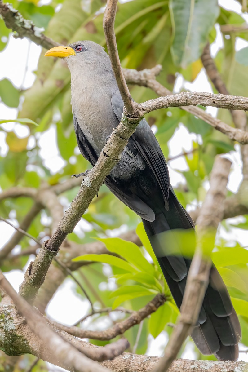 Green Malkoha - ML632340391