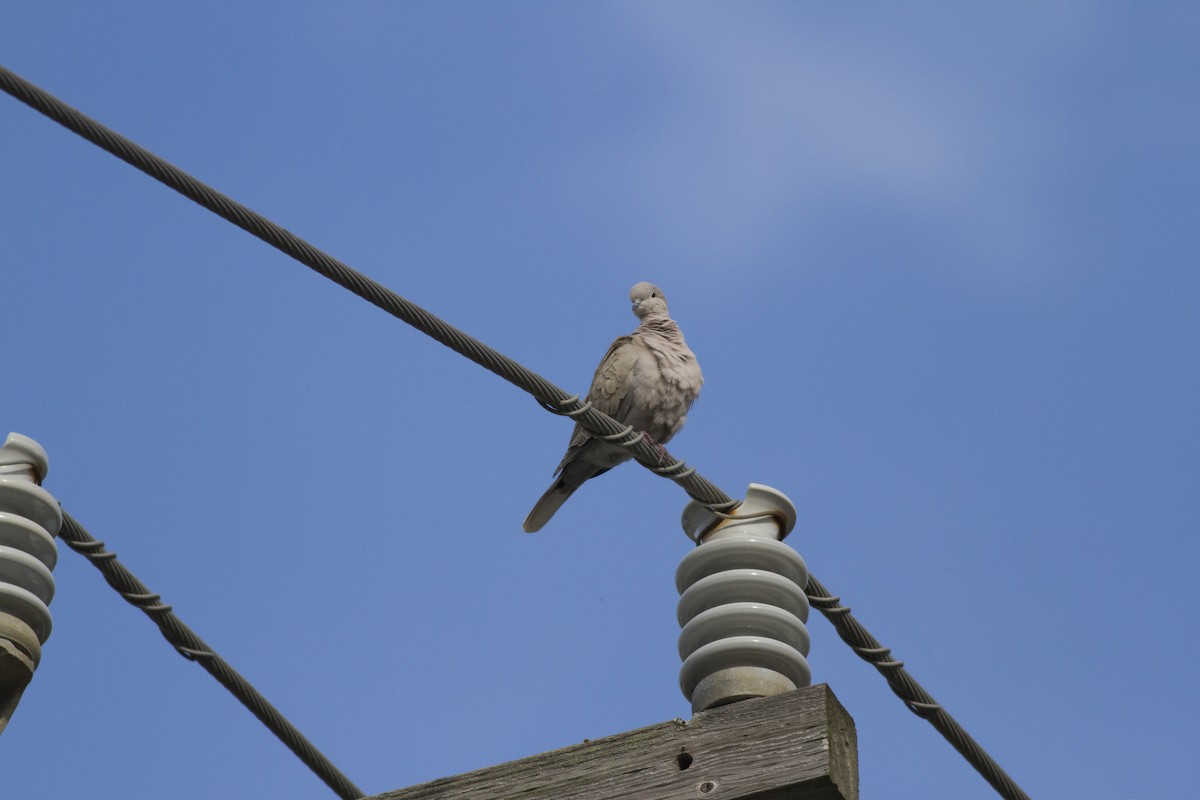 Eurasian Collared-Dove - ML63234041