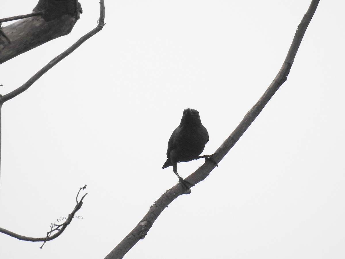 Tanimbar Starling - Pam Rasmussen