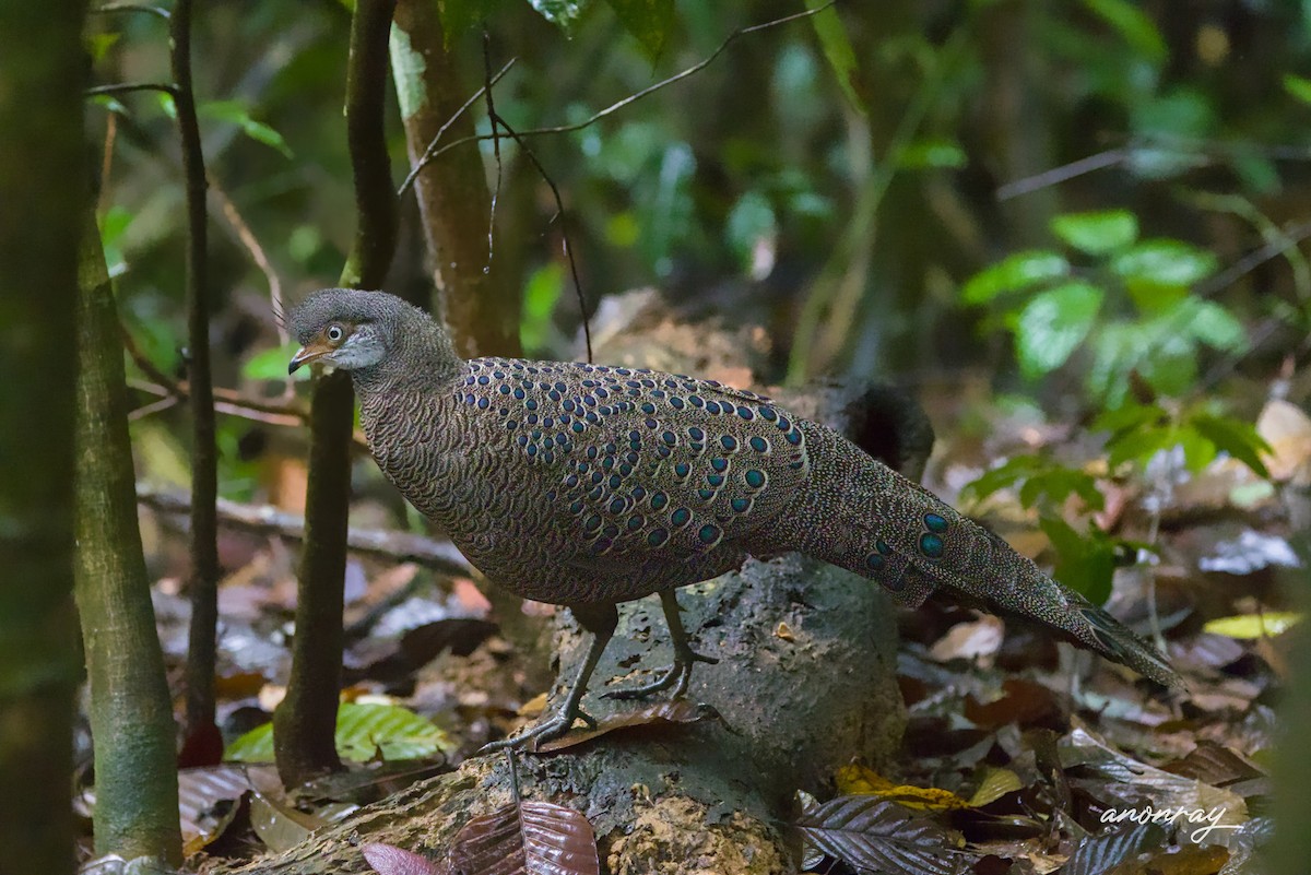 Büyük Tavus Sülünü - ML632340577