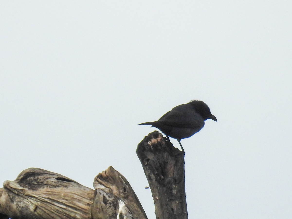 Tanimbar Starling - ML63234071